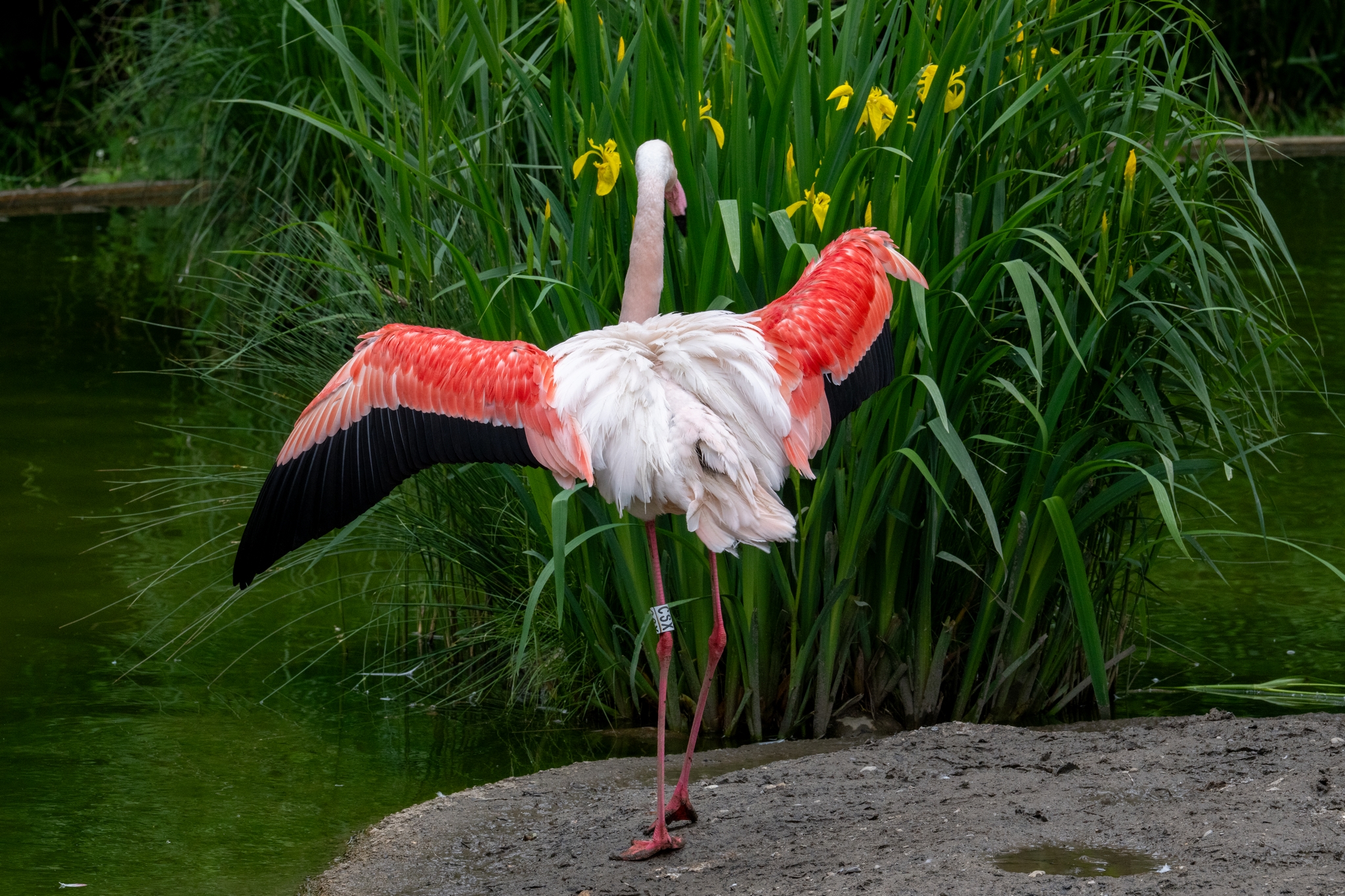15 05 2026 Wisent Fuettern 002 – Fotografie Roland Peter