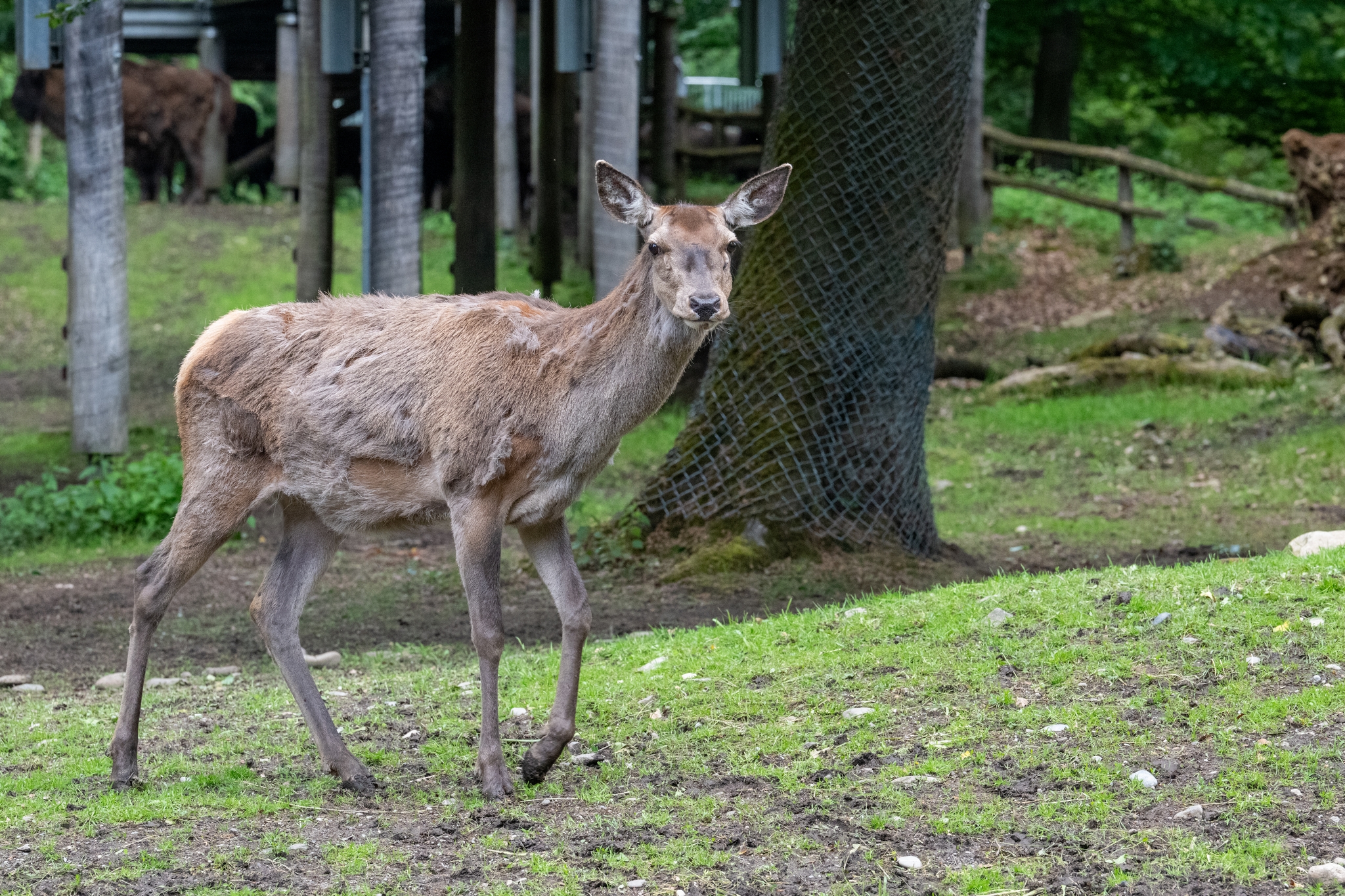 15 05 2026 Wisent Fuettern 006 – Fotografie Roland Peter