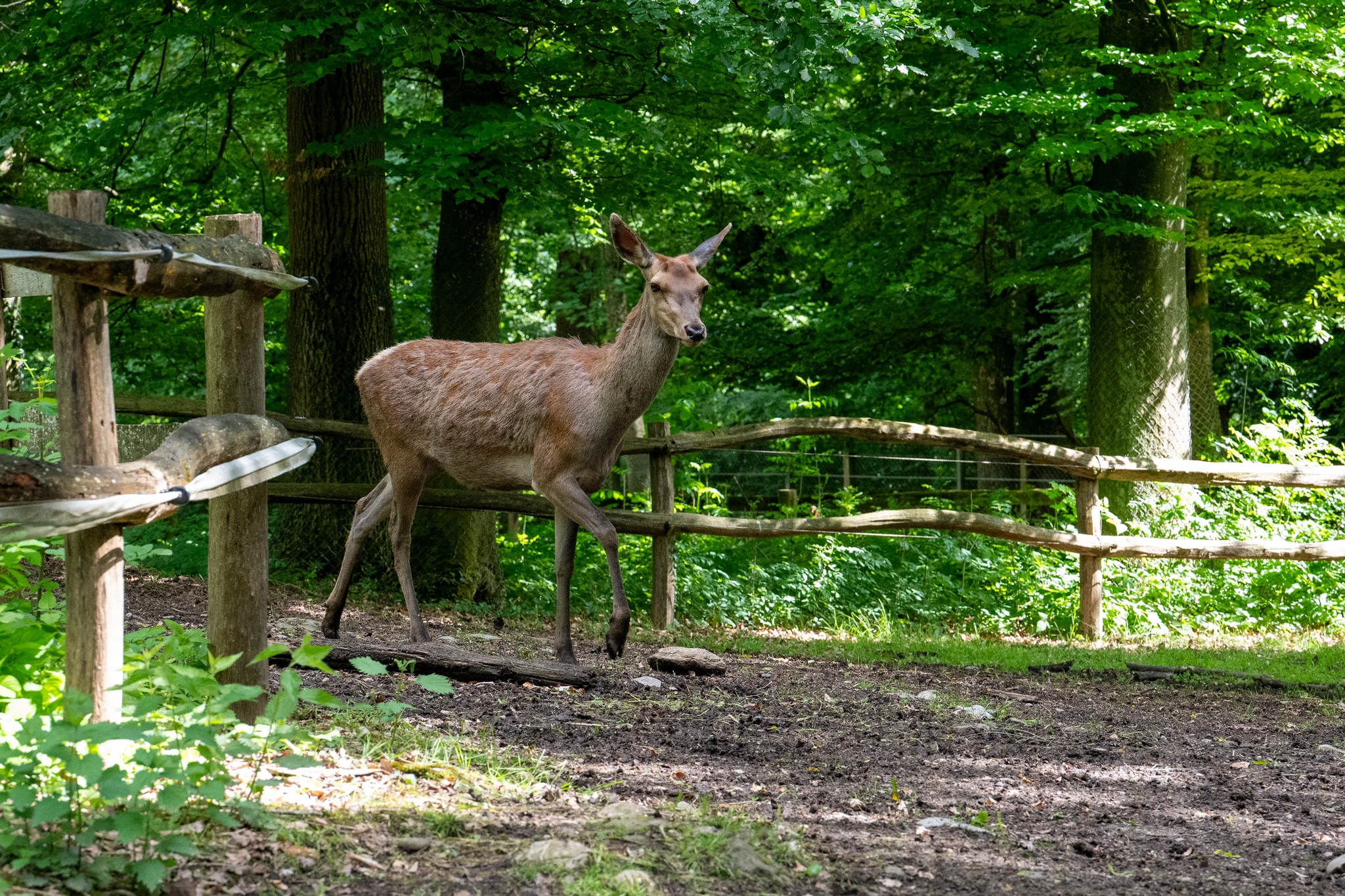 15 05 2026 Wisent Fuettern 009 – Fotografie Roland Peter