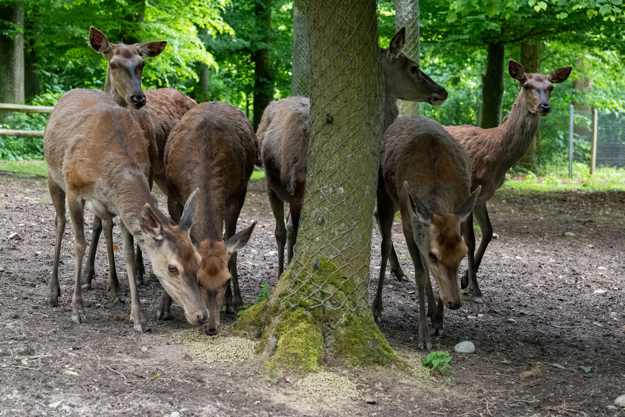 15 05 2026 Wisent Fuettern 010 – Fotografie Roland Peter