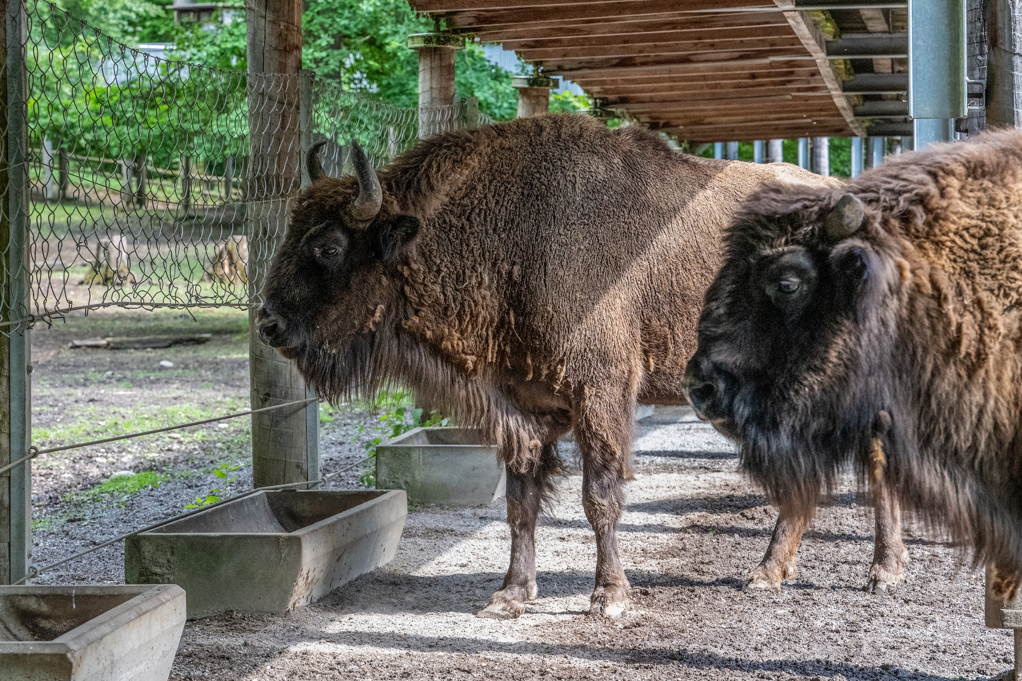 15 05 2026 Wisent Fuettern 011 – Fotografie Roland Peter