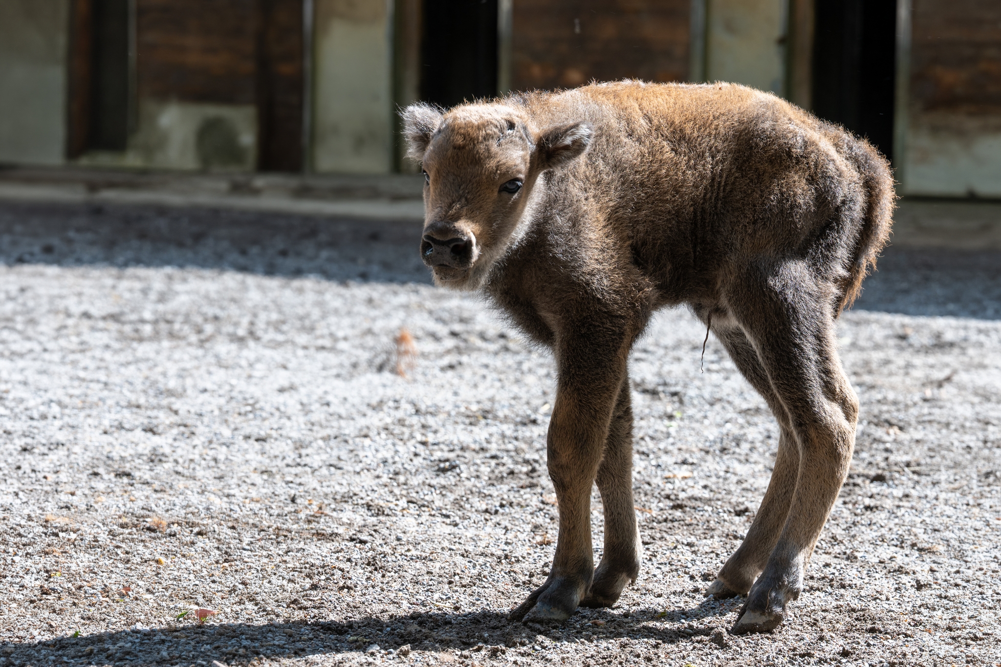 15 05 2026 Wisent Fuettern 015 – Fotografie Roland Peter
