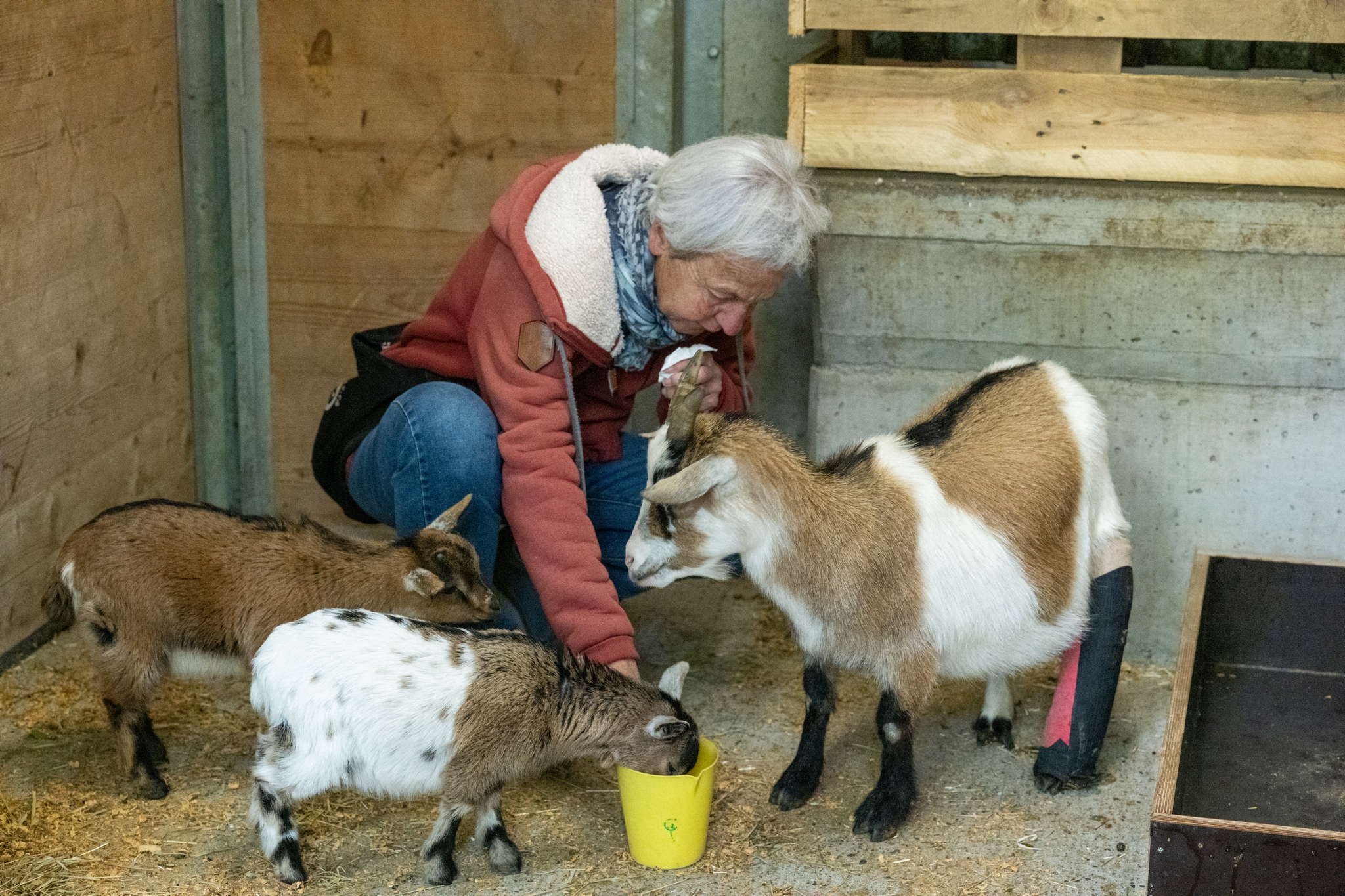 15 05 2026 Wisent Fuettern 016 – Fotografie Roland Peter