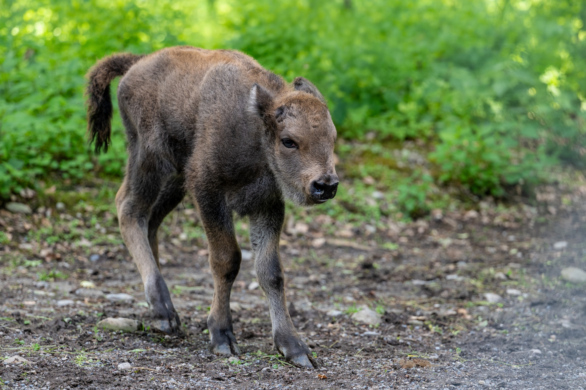 15 05 2026 Wisent Fuettern 026 – Fotografie Roland Peter