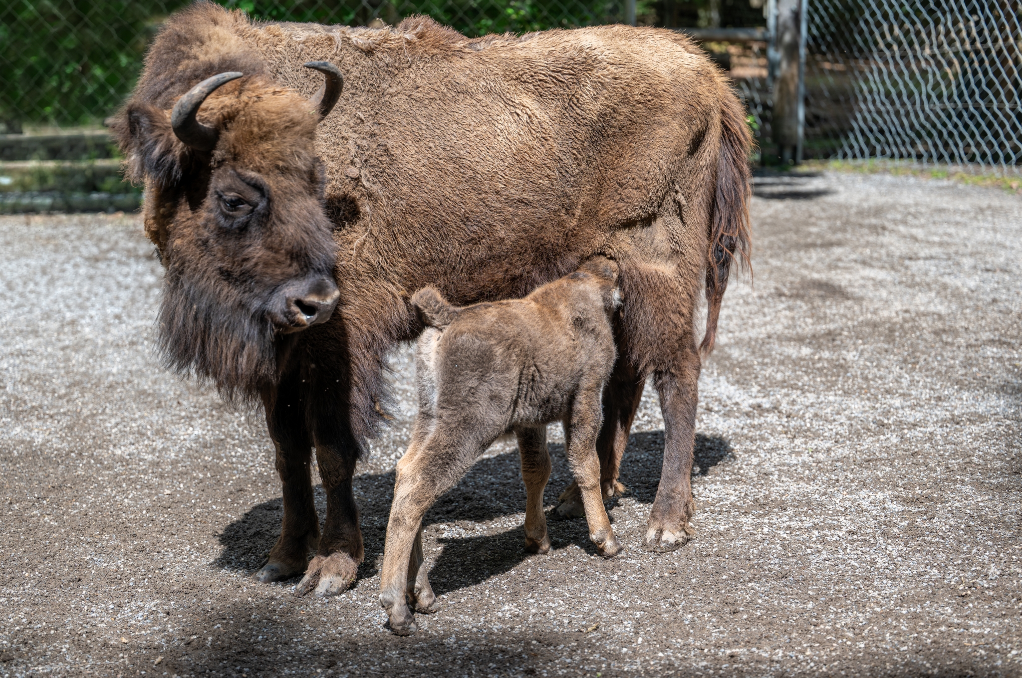 15 05 2026 Wisent Fuettern 028 – Fotografie Roland Peter