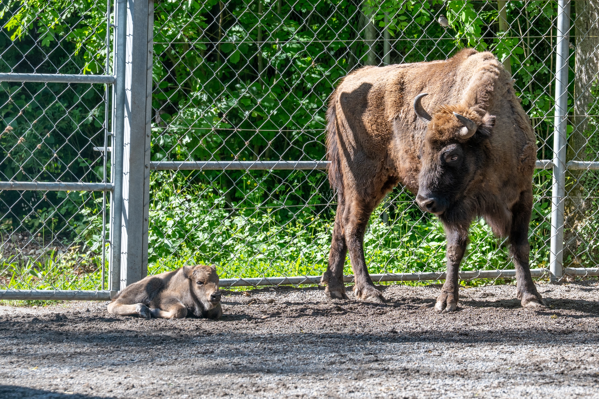 15 05 2026 Wisent Fuettern 031 – Fotografie Roland Peter