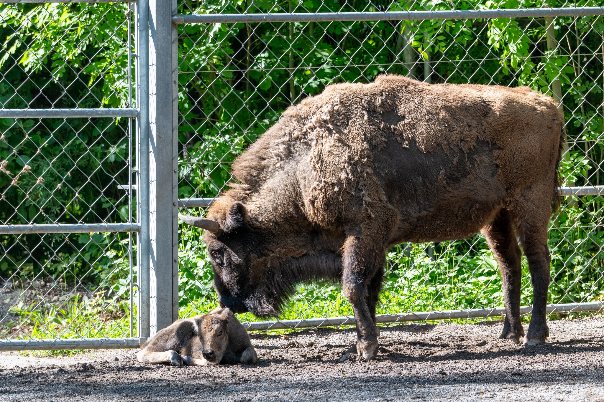 15 05 2026 Wisent Fuettern 032 – Fotografie Roland Peter