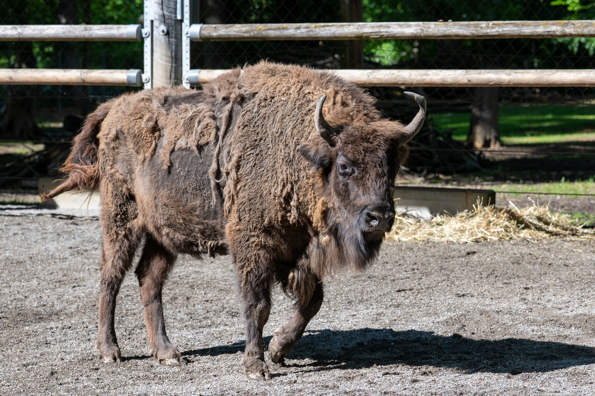 15 05 2026 Wisent Fuettern 033 – Fotografie Roland Peter