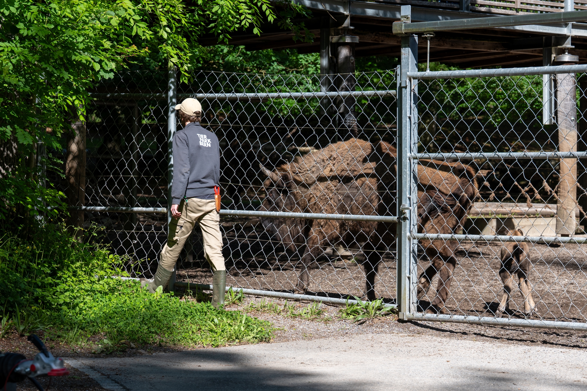 15 05 2026 Wisent Fuettern 034 – Fotografie Roland Peter