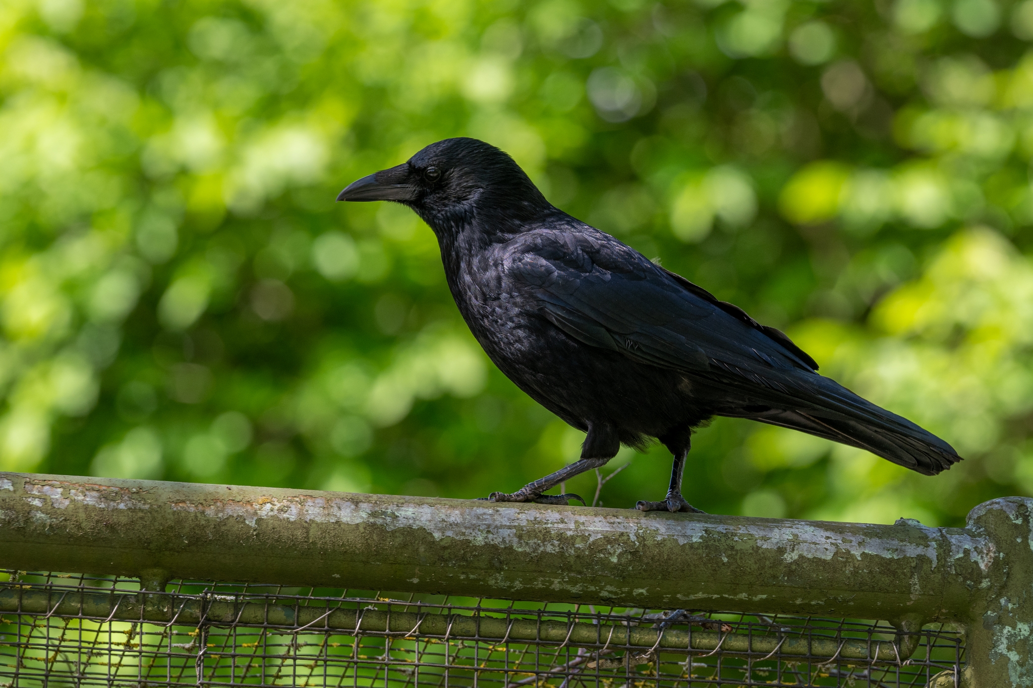 15 05 2026 Wisent Fuettern 035 – Fotografie Roland Peter
