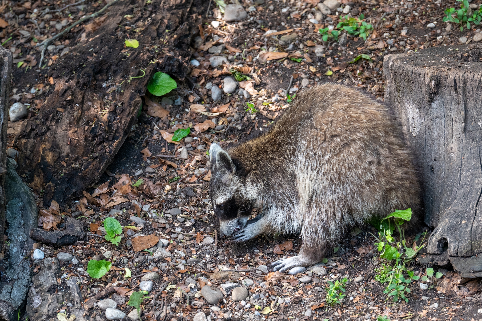 15 05 2026 Wisent Fuettern 038 – Fotografie Roland Peter