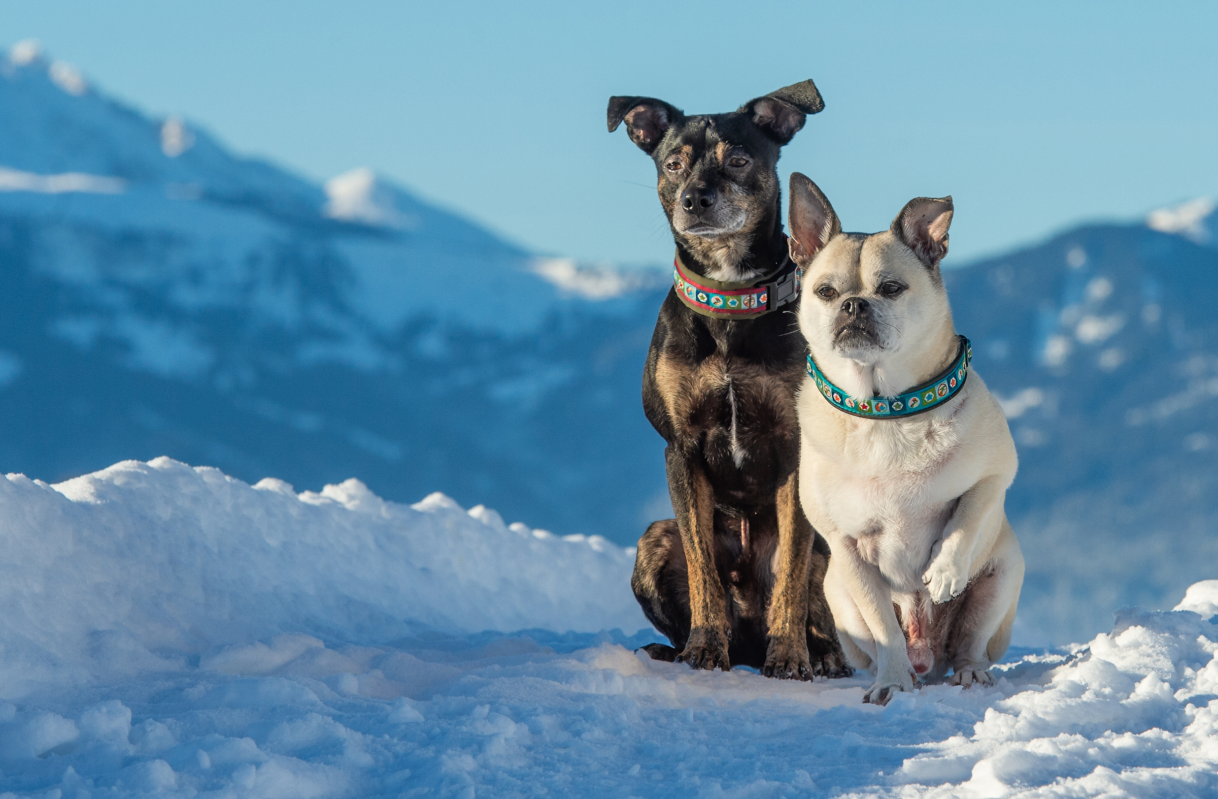Porträt zweier Freunde – Tiere – Roland Peter