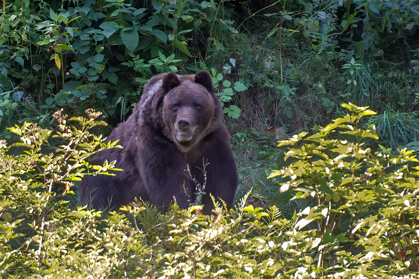 Bär im alternativen Bärenpark Schwarzwald (D) – Tiere – Roland Peter