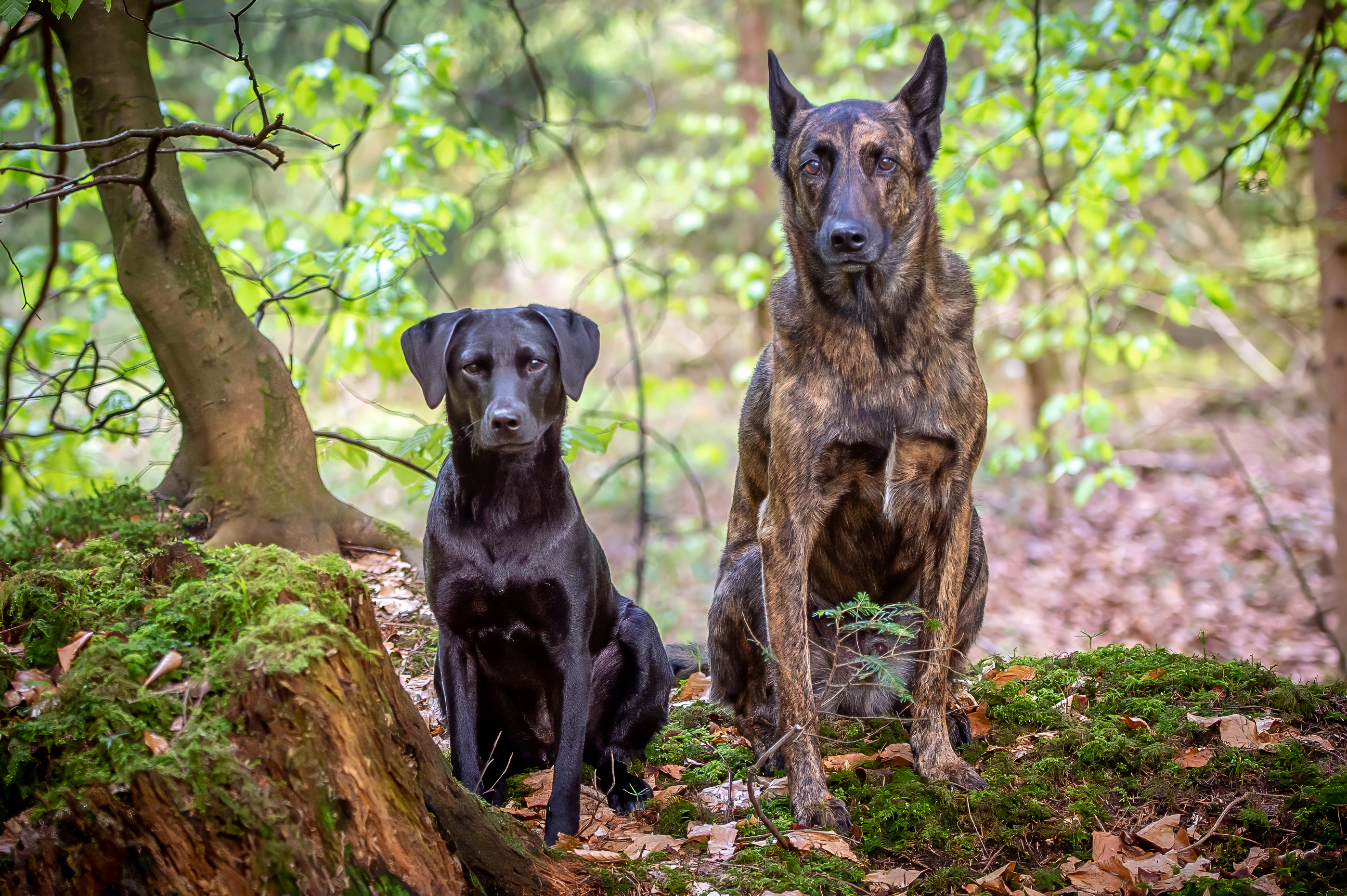 Zwei Hunde im Wald