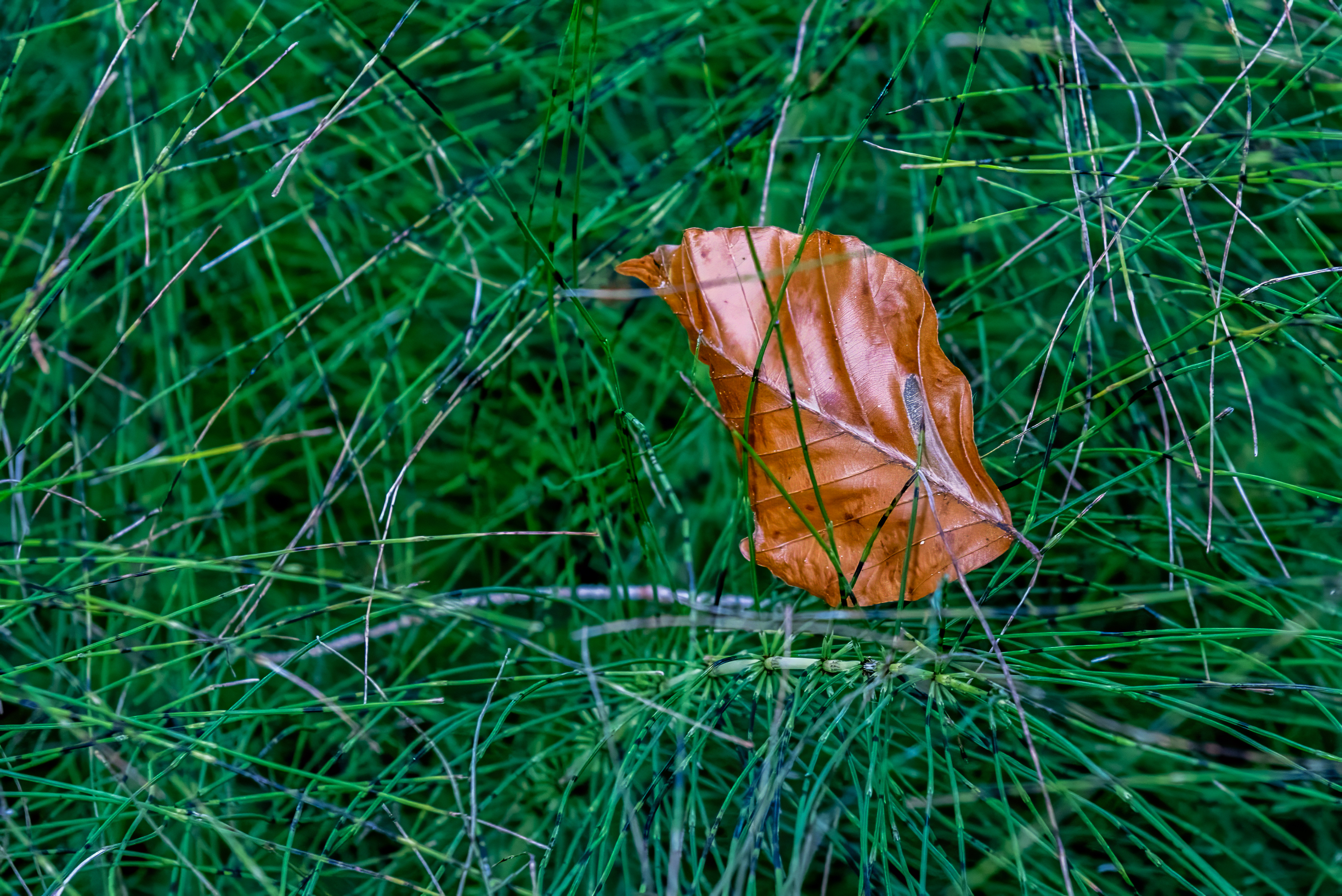 Herbst: Blatt im Gras hängen geblieben – Natur – Roland Peter