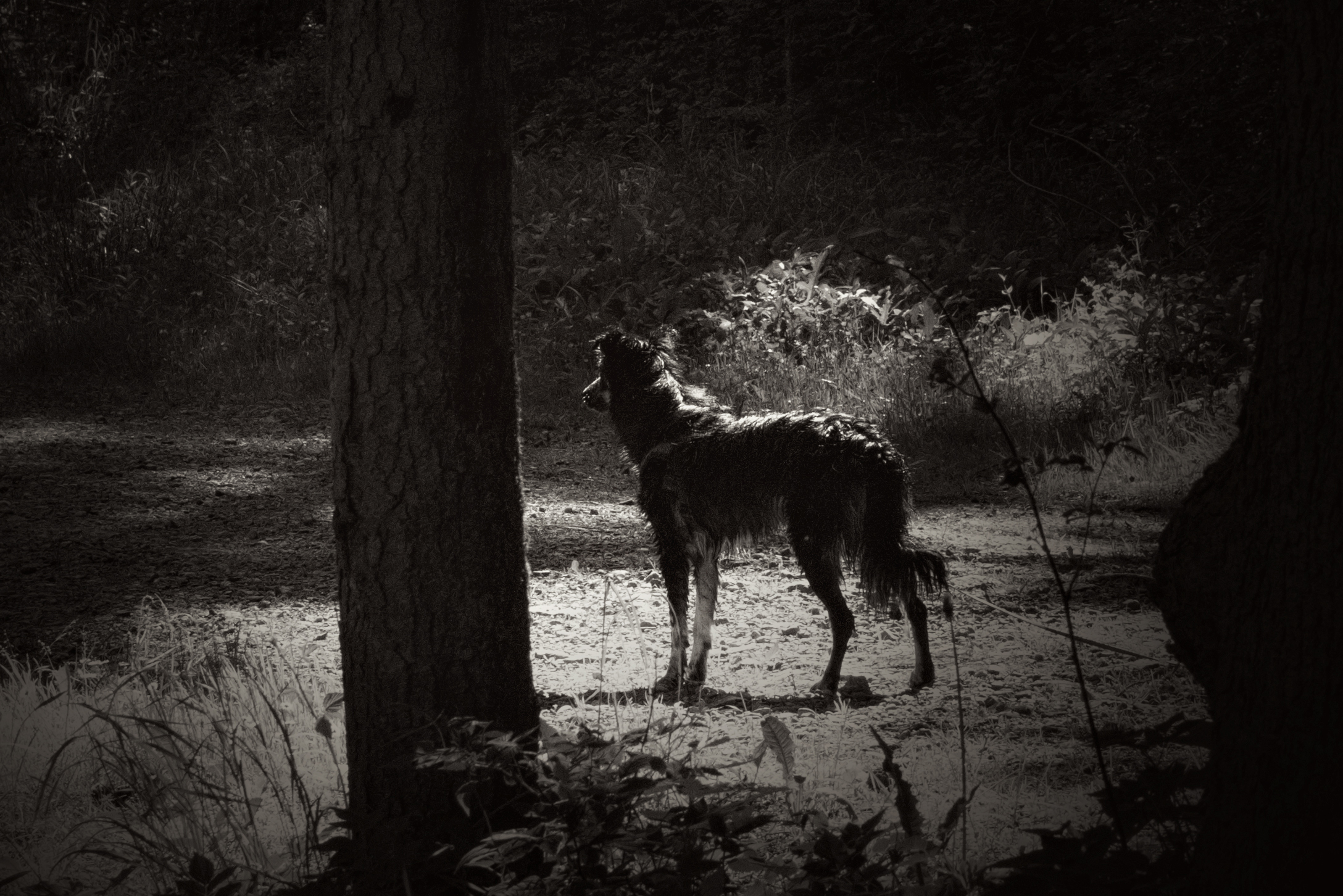Chenay nach dem Baden in der Rothache – Schwarz-Weiss – Roland Peter