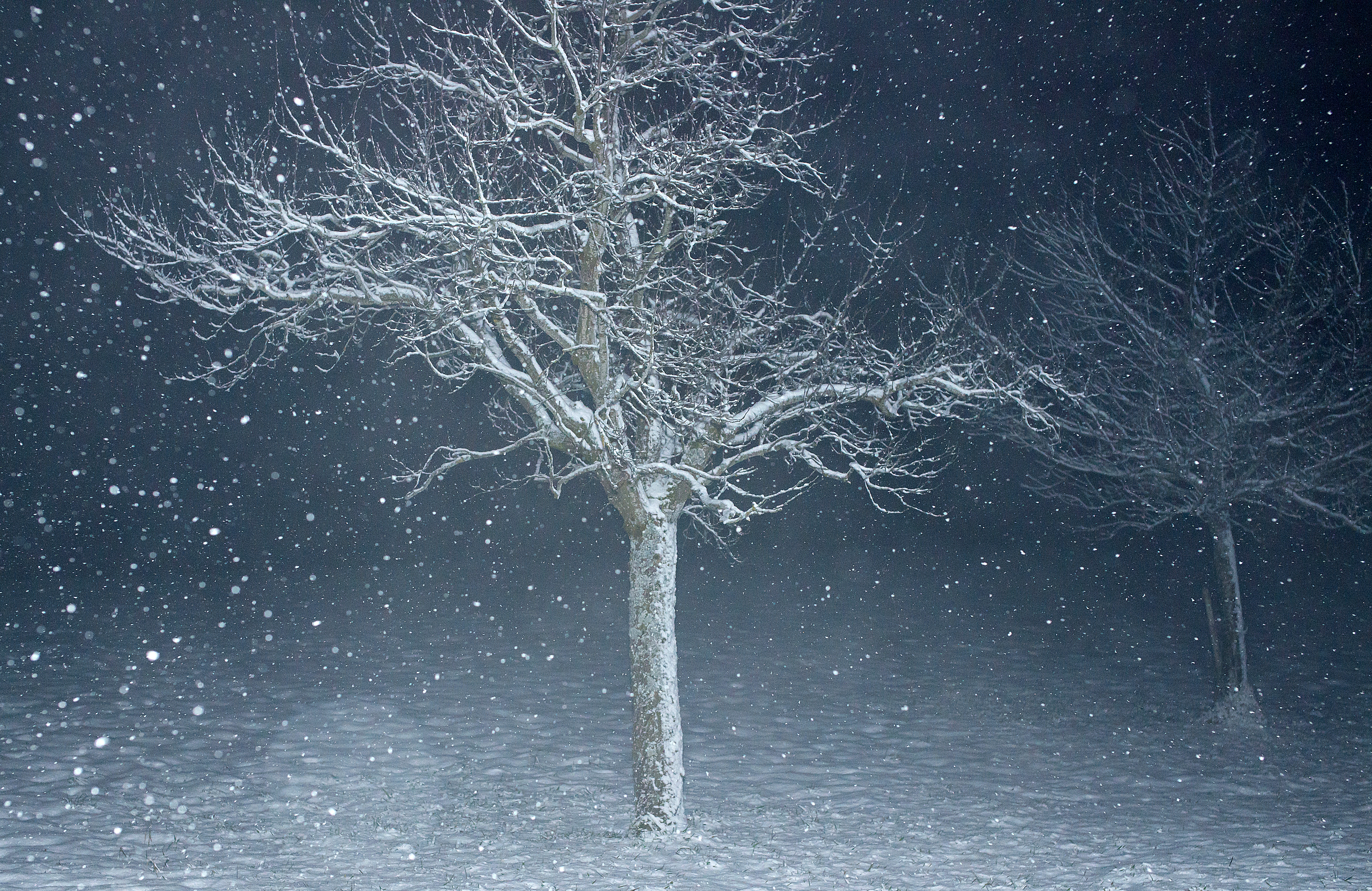 Baum trotzt dem Schneesturm – Natur – Roland Peter