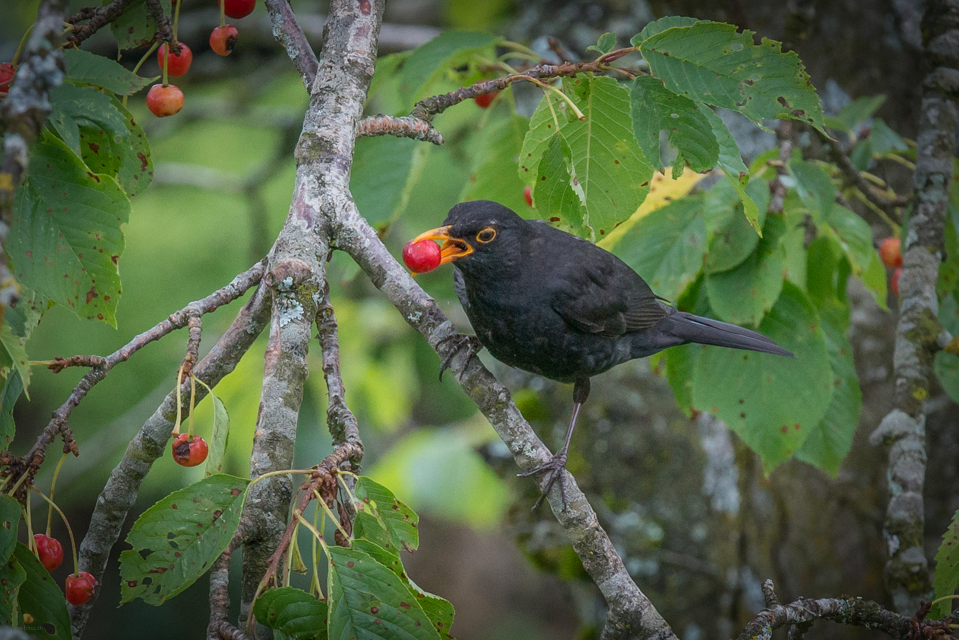 Weibliche Amsel (Turdus merula), mit einer Kirsche im Schnabel – Tiere – Roland Peter