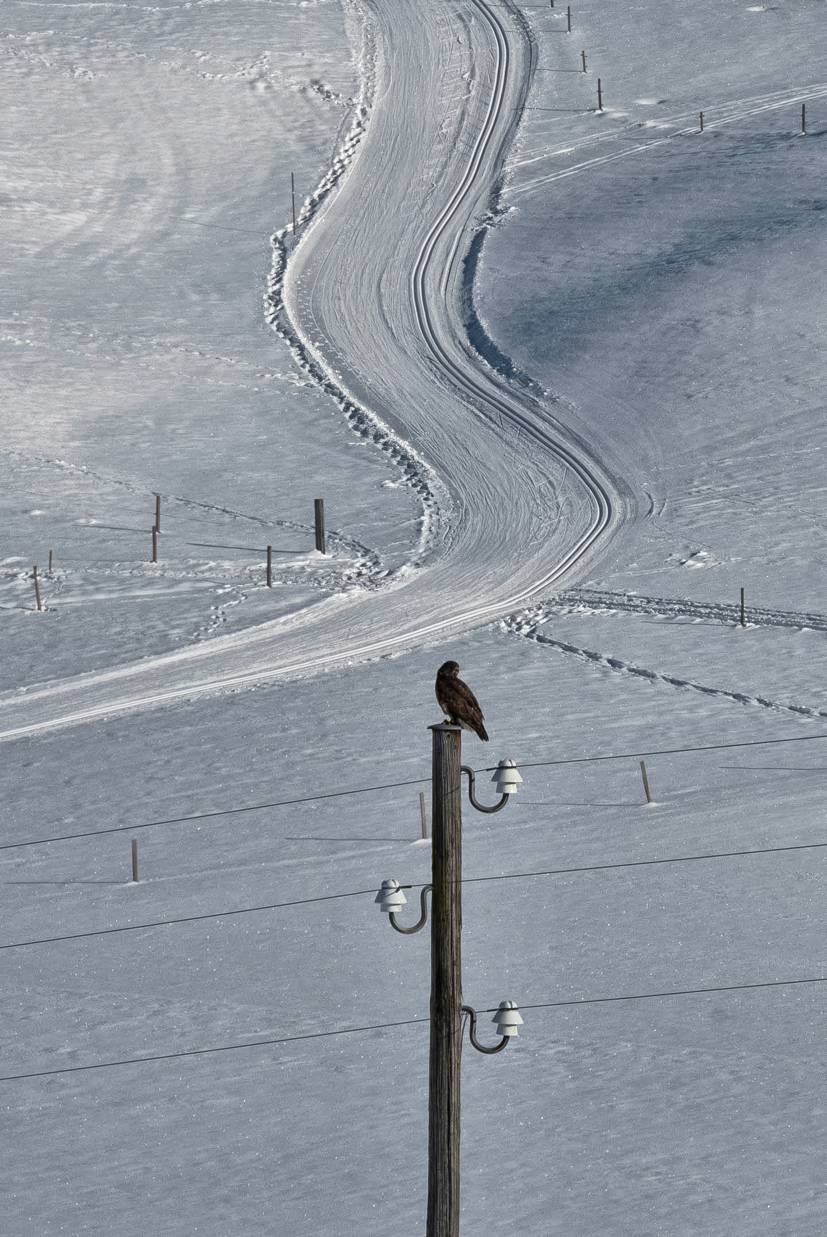 Mäusebusard auf der Suche nach Langläufern – Tiere – Roland Peter