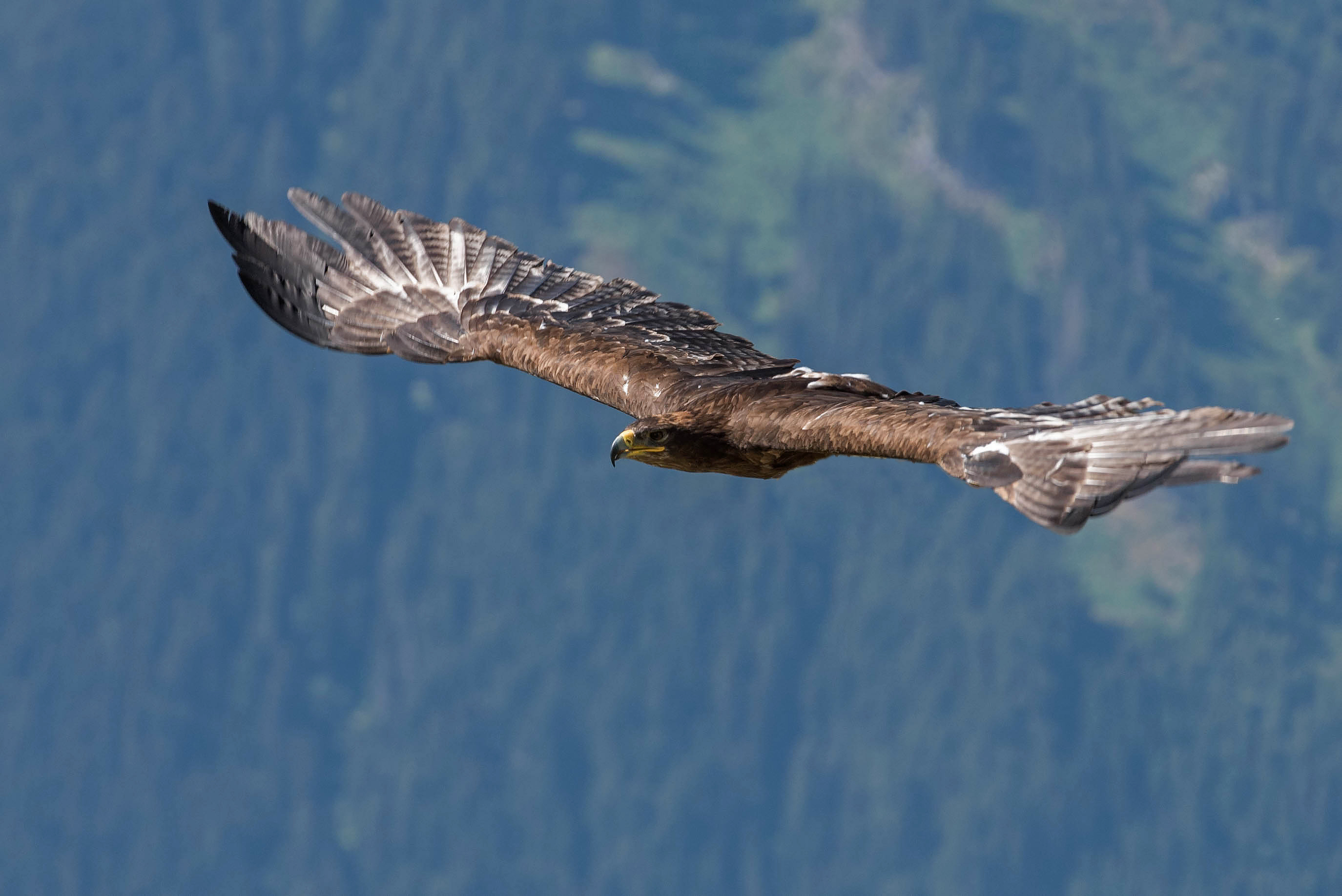 Steinadler im Anflug