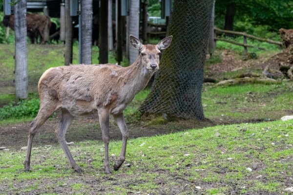 15 05 2026 Wisent Fuettern 006 – Bestandteil der Serie Füttern der Wisents im Dählhölzli – Roland Peter