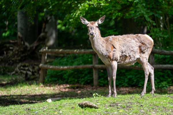 15 05 2026 Wisent Fuettern 007 – Bestandteil der Serie Füttern der Wisents im Dählhölzli – Roland Peter