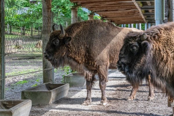 15 05 2026 Wisent Fuettern 011 – Bestandteil der Serie Füttern der Wisents im Dählhölzli – Roland Peter
