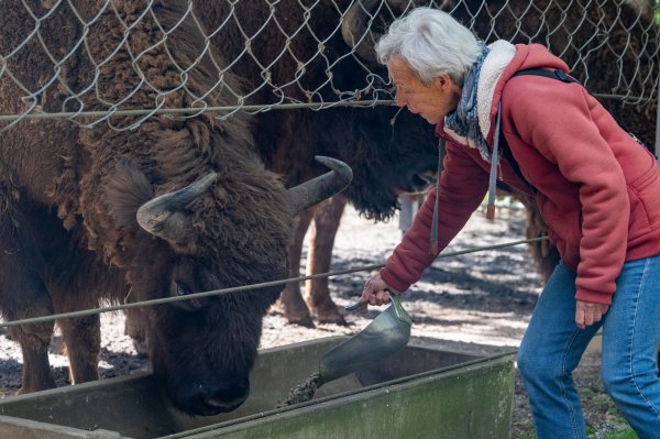 15 05 2026 Wisent Fuettern 013 – Bestandteil der Serie Füttern der Wisents im Dählhölzli – Roland Peter