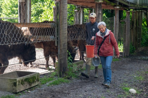 15 05 2026 Wisent Fuettern 014 – Bestandteil der Serie Füttern der Wisents im Dählhölzli – Roland Peter