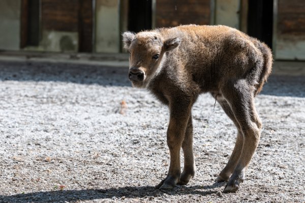 15 05 2026 Wisent Fuettern 015 – Bestandteil der Serie Füttern der Wisents im Dählhölzli – Roland Peter