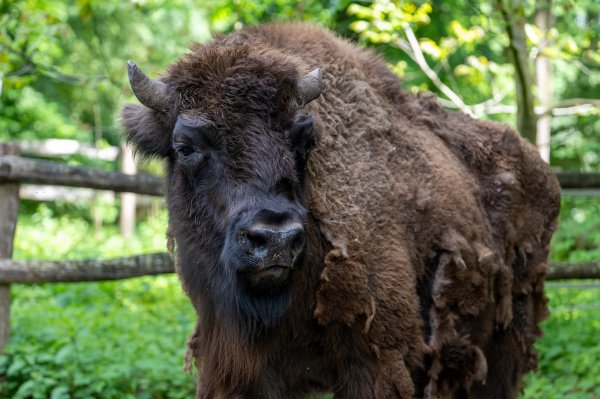 15 05 2026 Wisent Fuettern 027 – Bestandteil der Serie Füttern der Wisents im Dählhölzli – Roland Peter