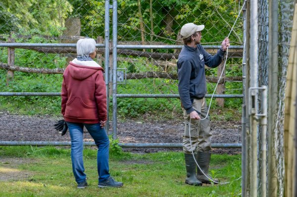 15 05 2026 Wisent Fuettern 030 – Bestandteil der Serie Füttern der Wisents im Dählhölzli – Roland Peter