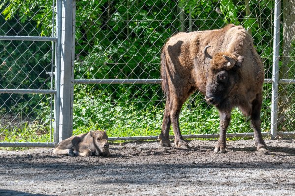 15 05 2026 Wisent Fuettern 031 – Bestandteil der Serie Füttern der Wisents im Dählhölzli – Roland Peter