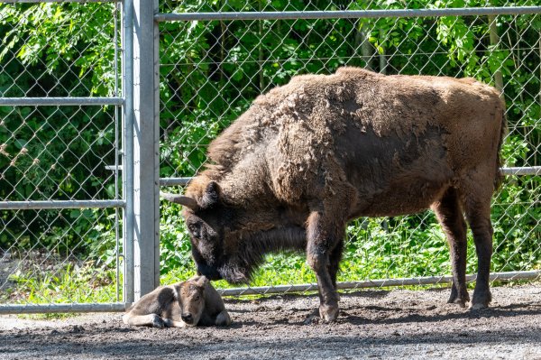 15 05 2026 Wisent Fuettern 032 – Bestandteil der Serie Füttern der Wisents im Dählhölzli – Roland Peter