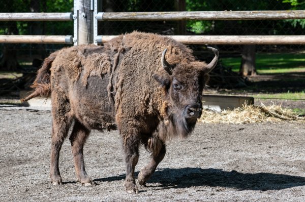 15 05 2026 Wisent Fuettern 033 – Bestandteil der Serie Füttern der Wisents im Dählhölzli – Roland Peter