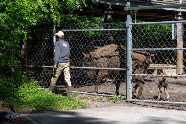 15 05 2026 Wisent Fuettern 034 – Bestandteil der Serie Füttern der Wisents im Dählhölzli – Roland Peter