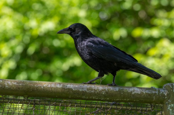 15 05 2026 Wisent Fuettern 035 – Bestandteil der Serie Füttern der Wisents im Dählhölzli – Roland Peter