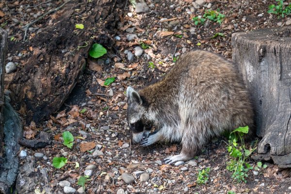 15 05 2026 Wisent Fuettern 038 – Bestandteil der Serie Füttern der Wisents im Dählhölzli – Roland Peter