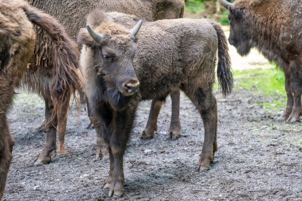 15 05 2026 Wisent Fuettern 039 – Bestandteil der Serie Füttern der Wisents im Dählhölzli – Roland Peter